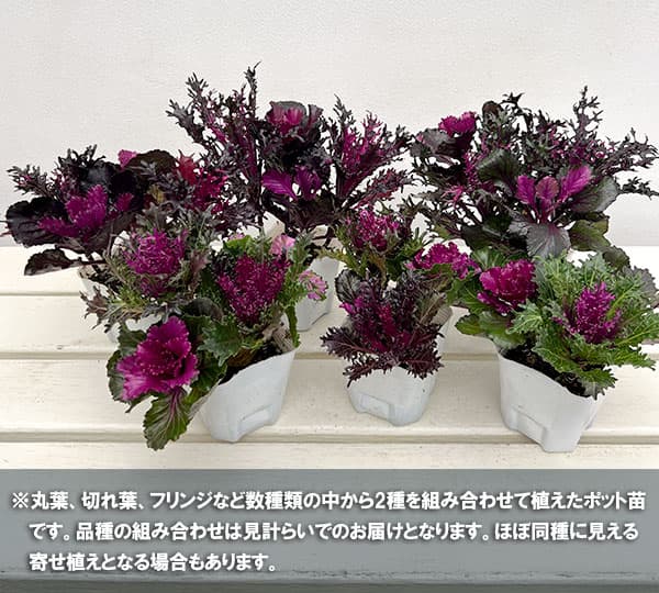 ハボタン:光子(ミツコ)バラエティ4本植え3号ポット