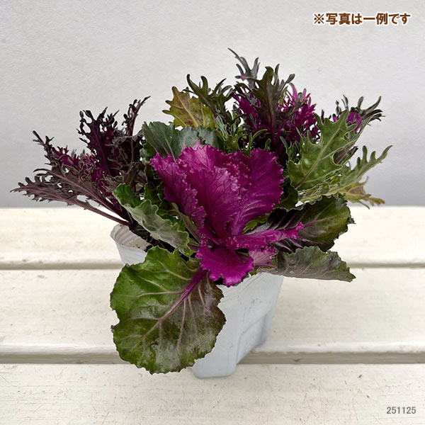 ハボタン:光子(ミツコ)バラエティ4本植え3号ポット