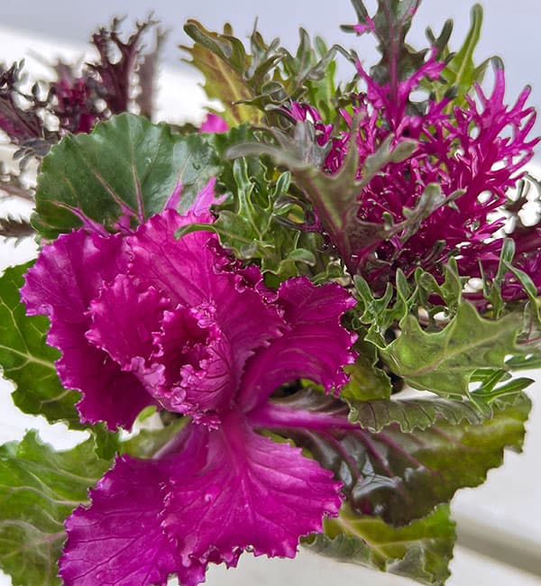 ハボタン:光子(ミツコ)バラエティ4本植え3号ポット