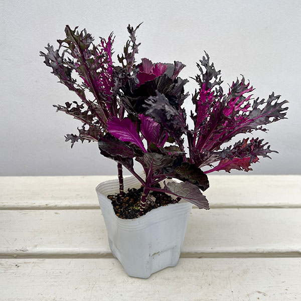 ハボタン:光子(ミツコ)バラエティ4本植え3号ポット