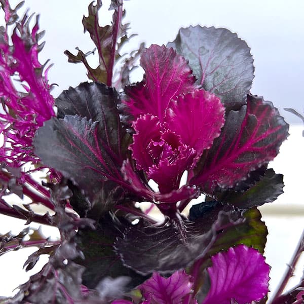 ハボタン:光子(ミツコ)バラエティ4本植え3号ポット