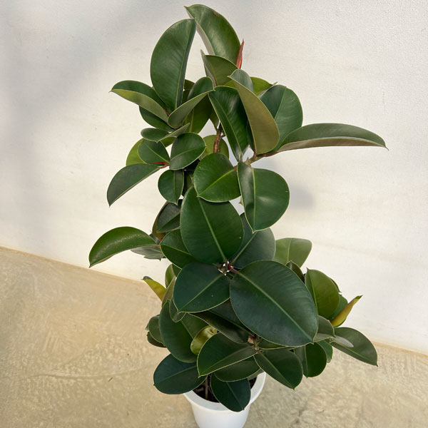 フィカス：ソフィア　8号鉢植え25-03
