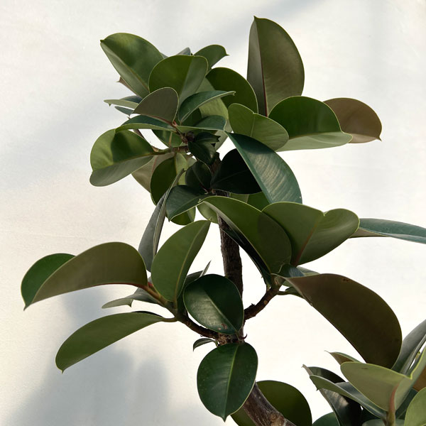 フィカス：ソフィア　8号鉢植え25-03
