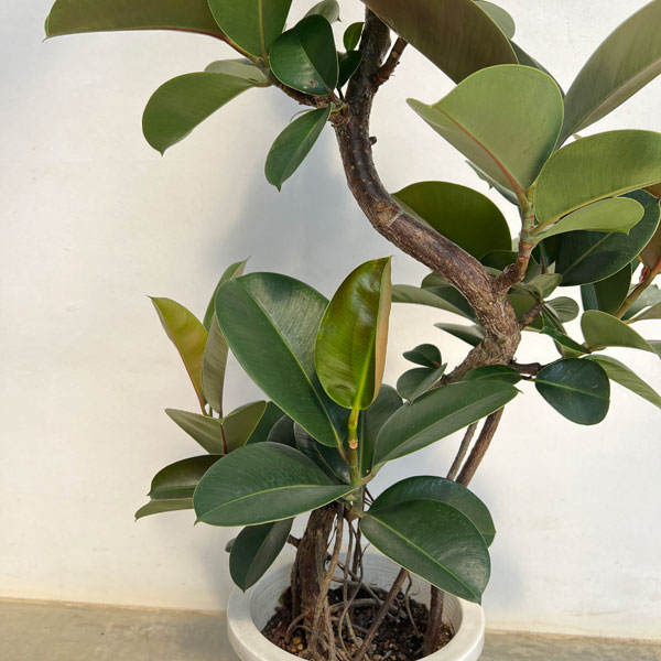 フィカス：ソフィア　8号鉢植え25-03