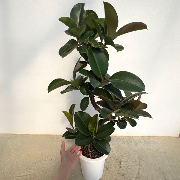 フィカス：ソフィア　8号鉢植え25-03