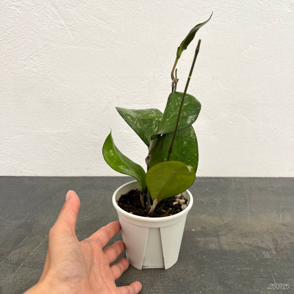 ホヤ:フスコマルギナータ 3号ポット