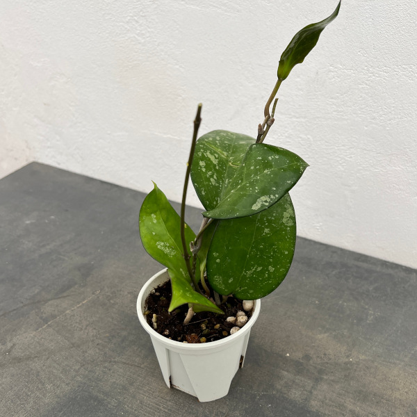 ホヤ:フスコマルギナータ 3号ポット