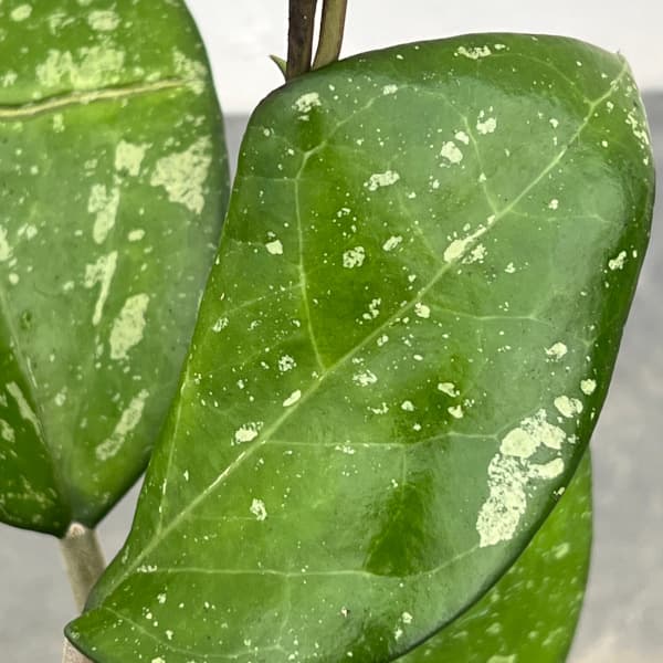 ホヤ:フスコマルギナータ 3号ポット