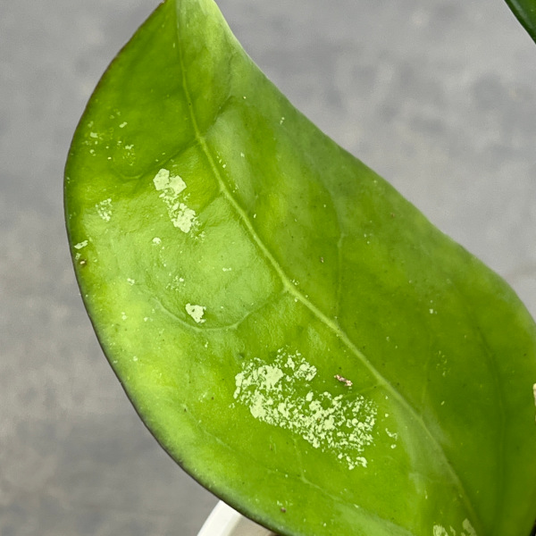 ホヤ:フスコマルギナータ 3号ポット