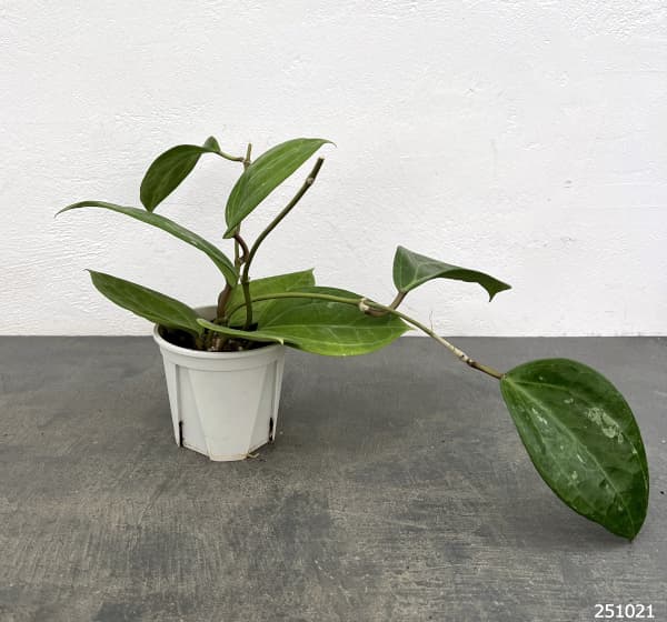 ホヤ:グラブラ 3.5号ポット