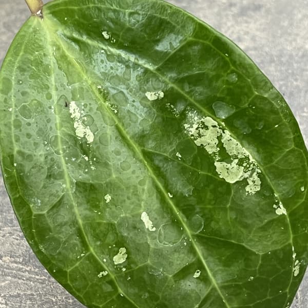 ホヤ:グラブラ 3.5号ポット