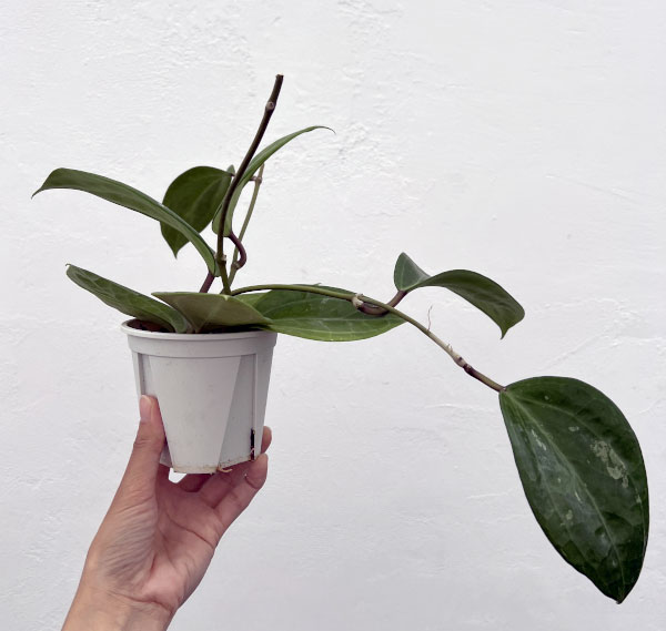 ホヤ:グラブラ 3.5号ポット