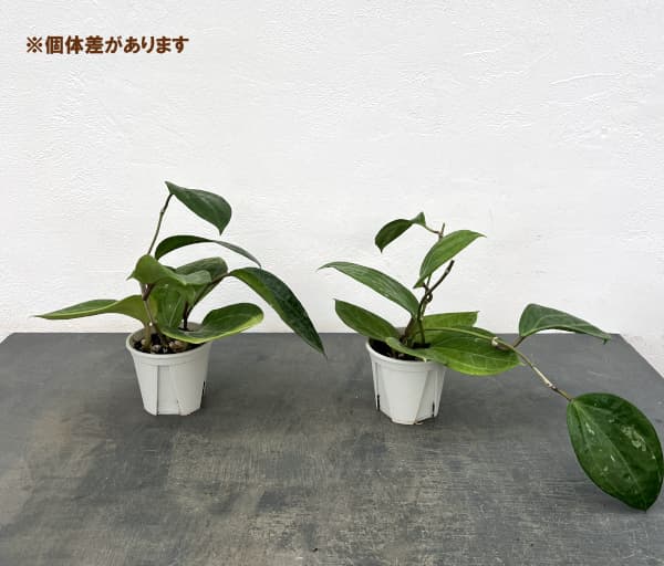 ホヤ:グラブラ 3.5号ポット