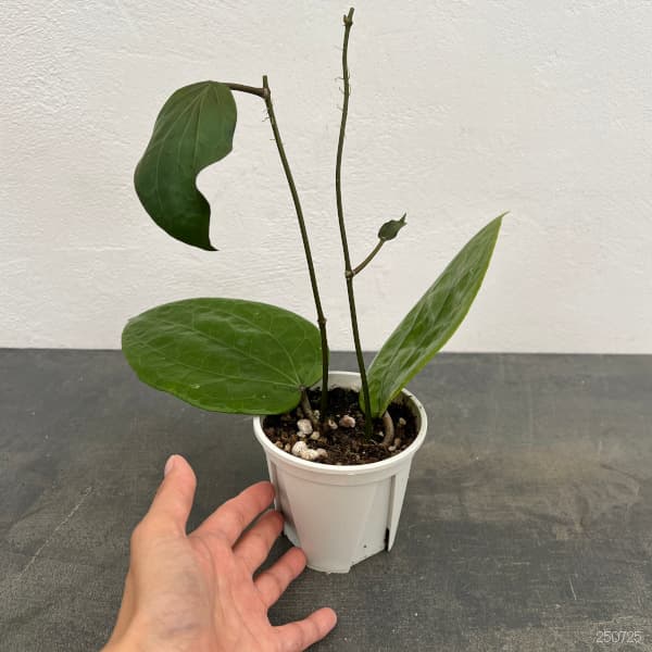 ホヤ:グラブラボメオ 3号ポット