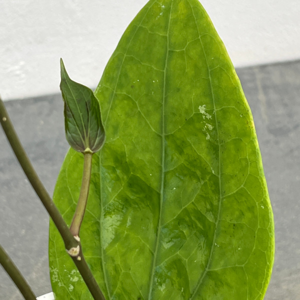 ホヤ:グラブラボメオ 3号ポット