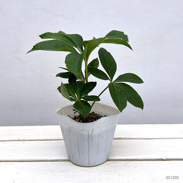 クリスマスローズ:神楽3.5号ポット