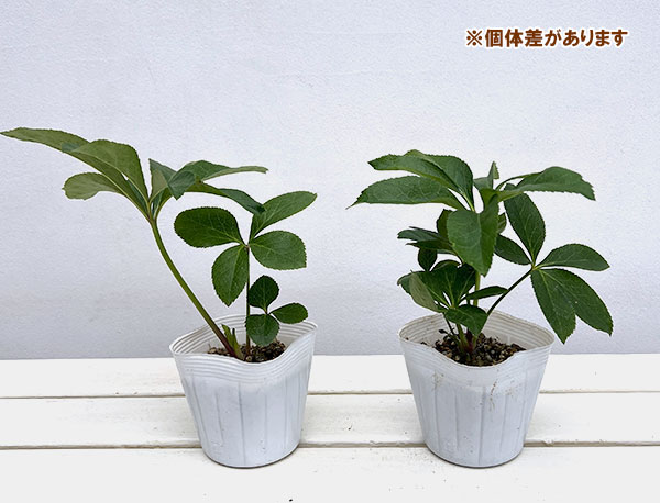 クリスマスローズ:神楽3.5号ポット