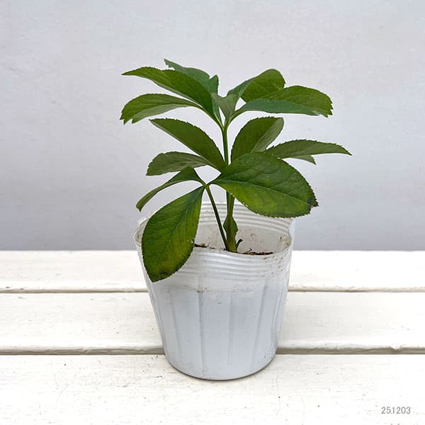 クリスマスローズ:紅葉川3.5号ポット