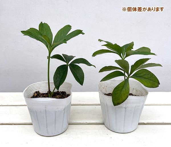 クリスマスローズ:紅葉川3.5号ポット