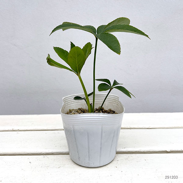 クリスマスローズ:小春3.5号ポット