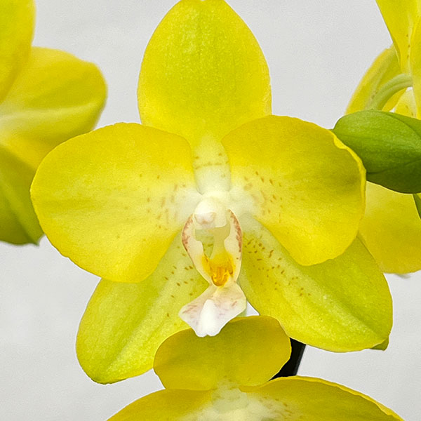 ミディコチョウラン:リオ2本立ち 3.5号陶器鉢植え
