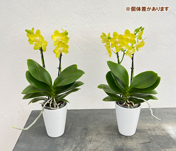 ミディコチョウラン:リオ2本立ち 3.5号陶器鉢植え