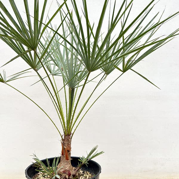 ヤシ：チャボトウジュロ　セリフェラ　7号鉢植え