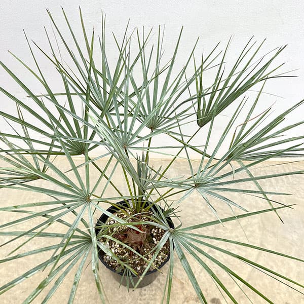ヤシ：チャボトウジュロ　セリフェラ　7号鉢植え