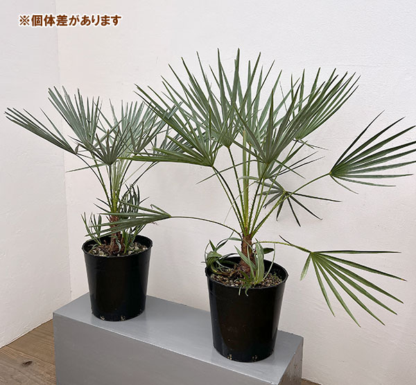 ヤシ:チャボトウジュロ セリフェラ 7号鉢植え