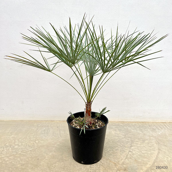 園芸ネット本店｜ヤシ：チャボトウジュロ セリフェラ 7号鉢植え の通販