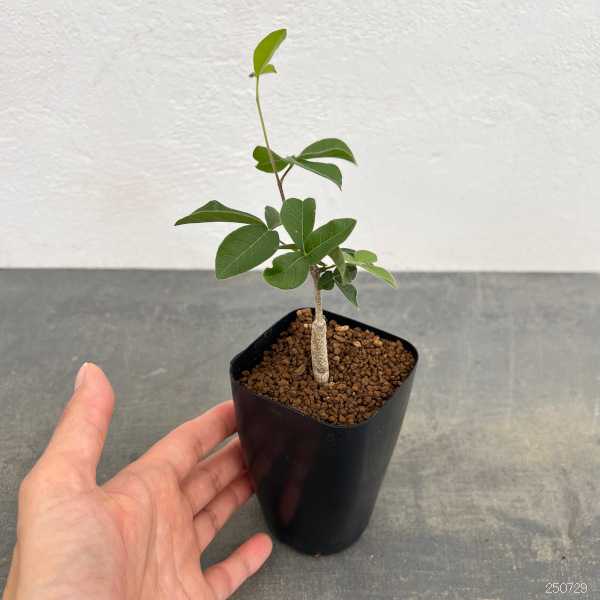 コミフォラ：オルビクラリス　2.5号鉢植え