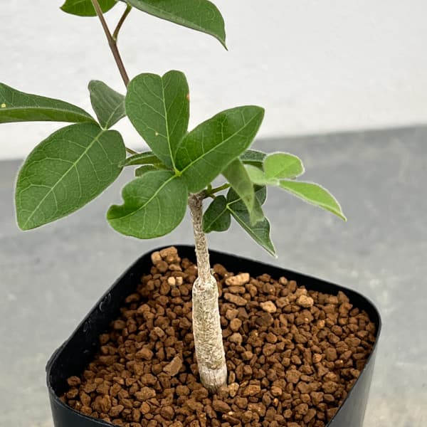 コミフォラ：オルビクラリス　2.5号鉢植え