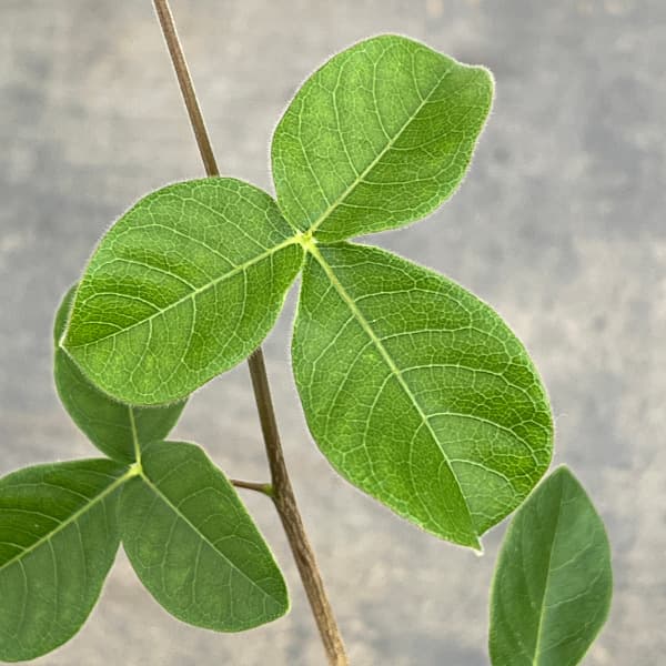 コミフォラ：オルビクラリス　2.5号鉢植え