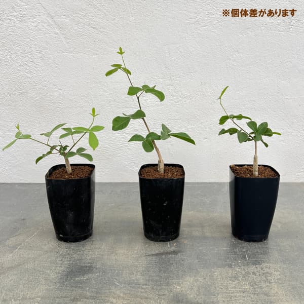 コミフォラ：オルビクラリス　2.5号鉢植え