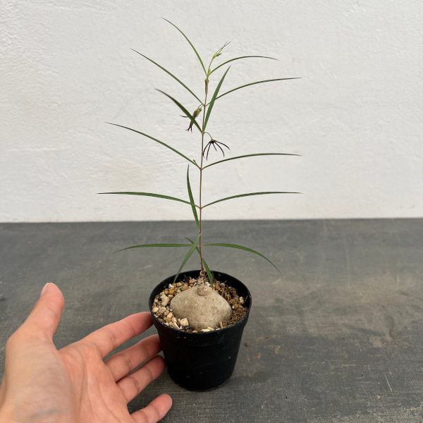 ブラキステルマ：スペックタイランド2.5号鉢植え