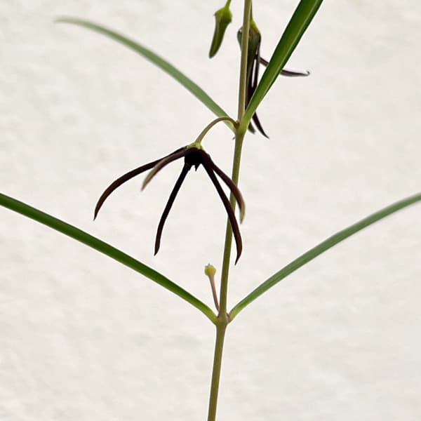 ブラキステルマ：スペックタイランド2.5号鉢植え