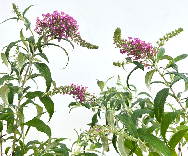 [26年2月中下旬予約]ブッドレア：シュガープラム5号ポット