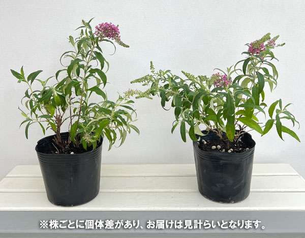 [26年2月中下旬予約]ブッドレア：シュガープラム5号ポット