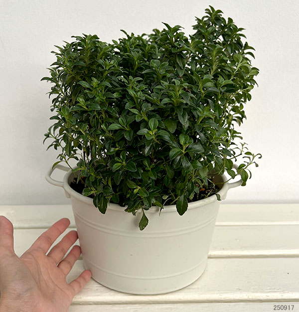 ミンティア：パープル直径20ｃｍ鉢植え(R)