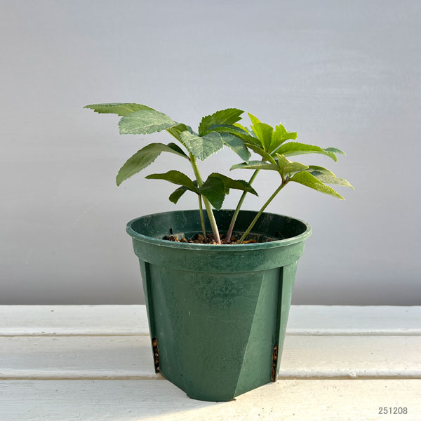 クリスマスローズ：珠姫（たまひめ）5号ポット