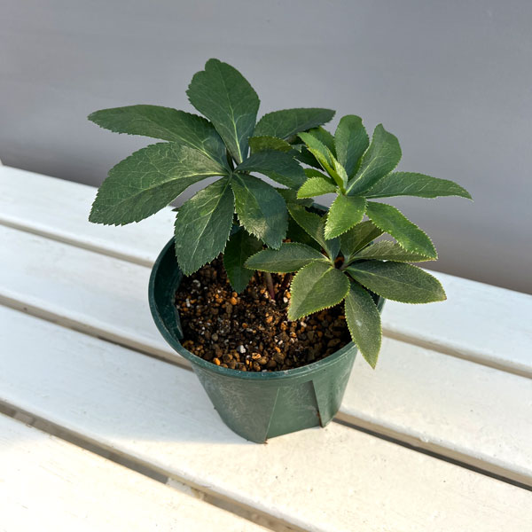 クリスマスローズ：珠姫（たまひめ）5号ポット