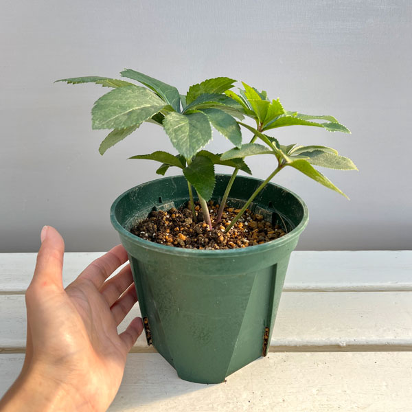 クリスマスローズ：珠姫（たまひめ）5号ポット