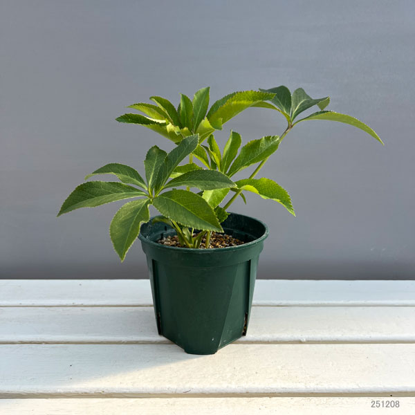 クリスマスローズ：花衣（はなごろも）5号ポット