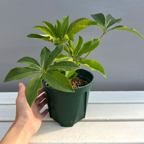 クリスマスローズ：花衣（はなごろも）5号ポット