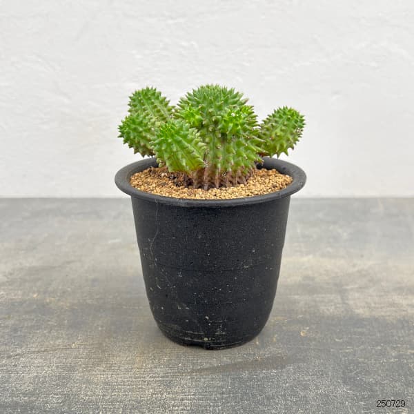 ユーフォルビア：スザンナエ　3号鉢植え*