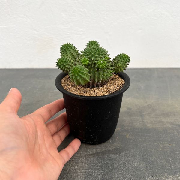 ユーフォルビア：スザンナエ　3号鉢植え*
