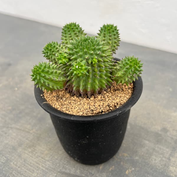 ユーフォルビア：スザンナエ　3号鉢植え*