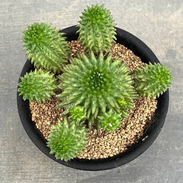 ユーフォルビア：スザンナエ　3号鉢植え*