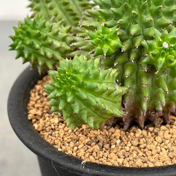 ユーフォルビア：スザンナエ　3号鉢植え*