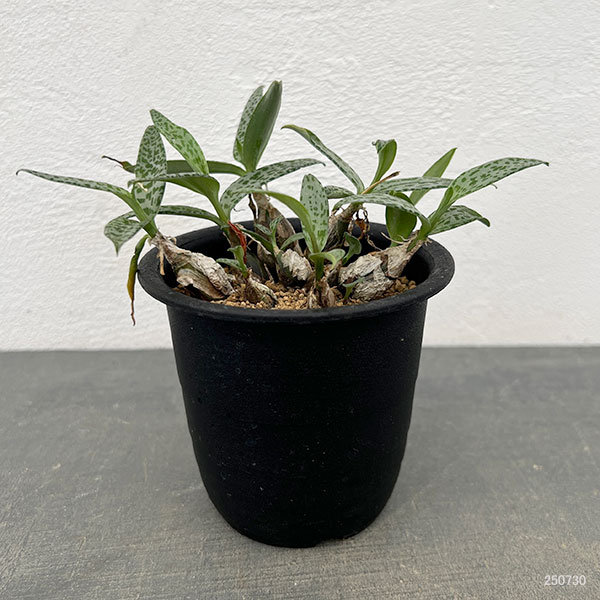 レデボウリア:モトルドグリーン 3号鉢植え